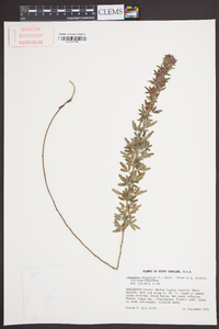 Lespedeza virginica image