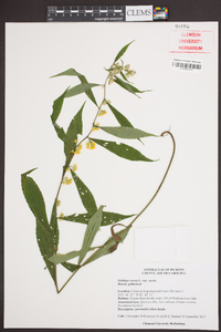 Solidago caesia var. caesia image