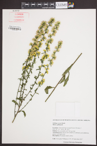 Solidago erecta image