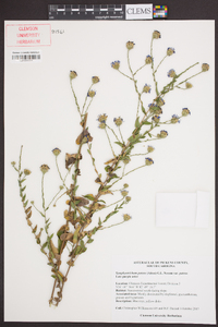 Symphyotrichum patens image