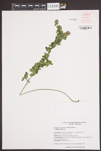 Lespedeza repens image