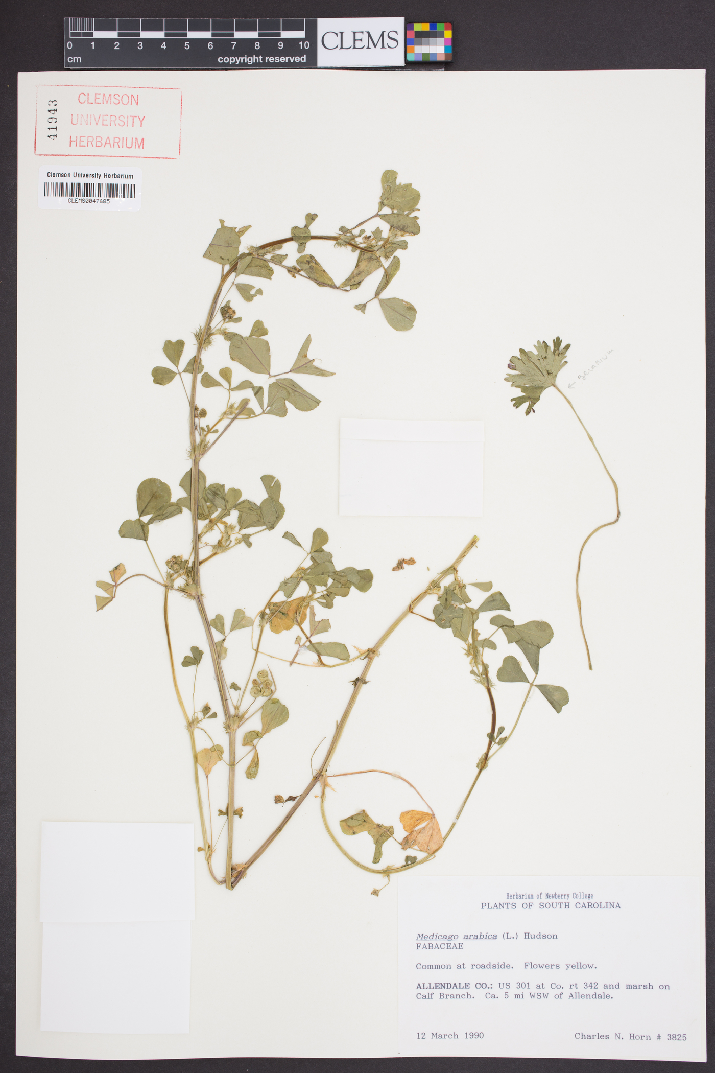 Medicago arabica image