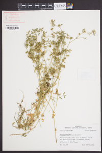 Medicago minima image