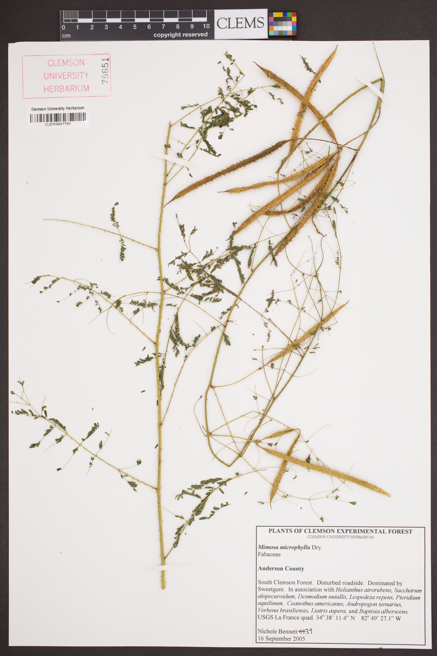 Mimosa microphylla image