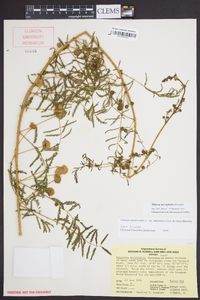 Mimosa microphylla image