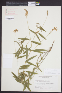 Orbexilum pedunculatum image