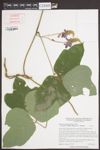 Pueraria montana var. lobata image