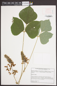 Pueraria montana var. lobata image