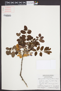 Robinia elliottii image