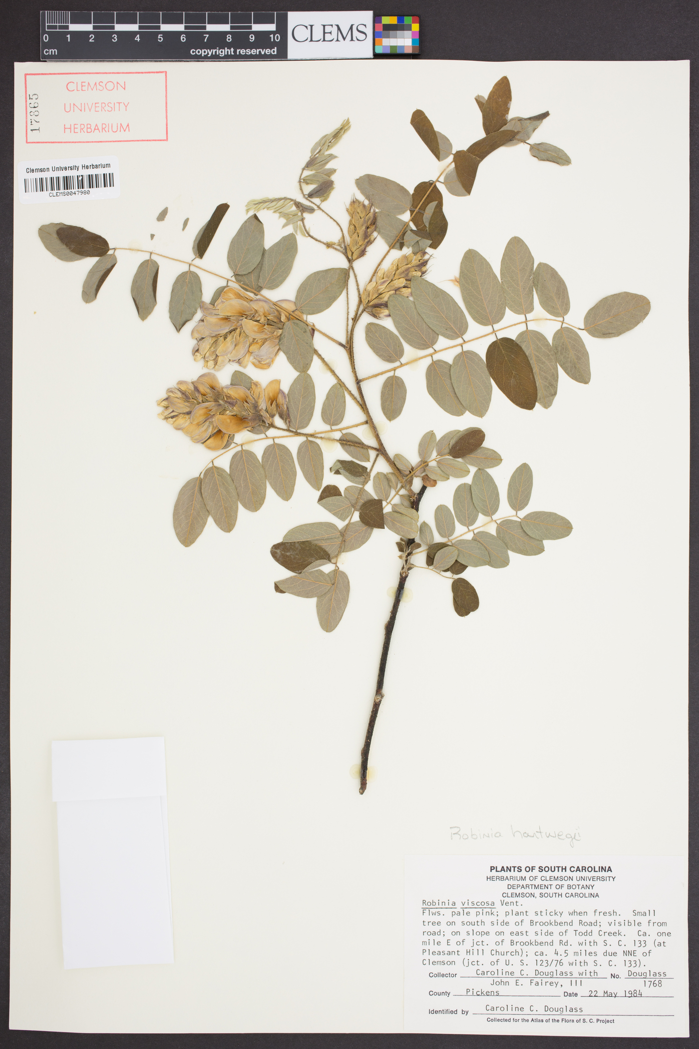 Robinia hartwegii image