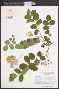 Robinia hispida image