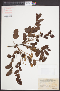 Robinia hispida image