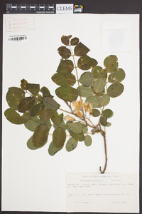 Robinia hispida image