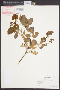 Robinia hispida image