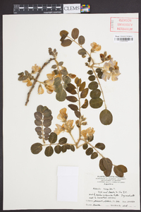 Robinia hispida image