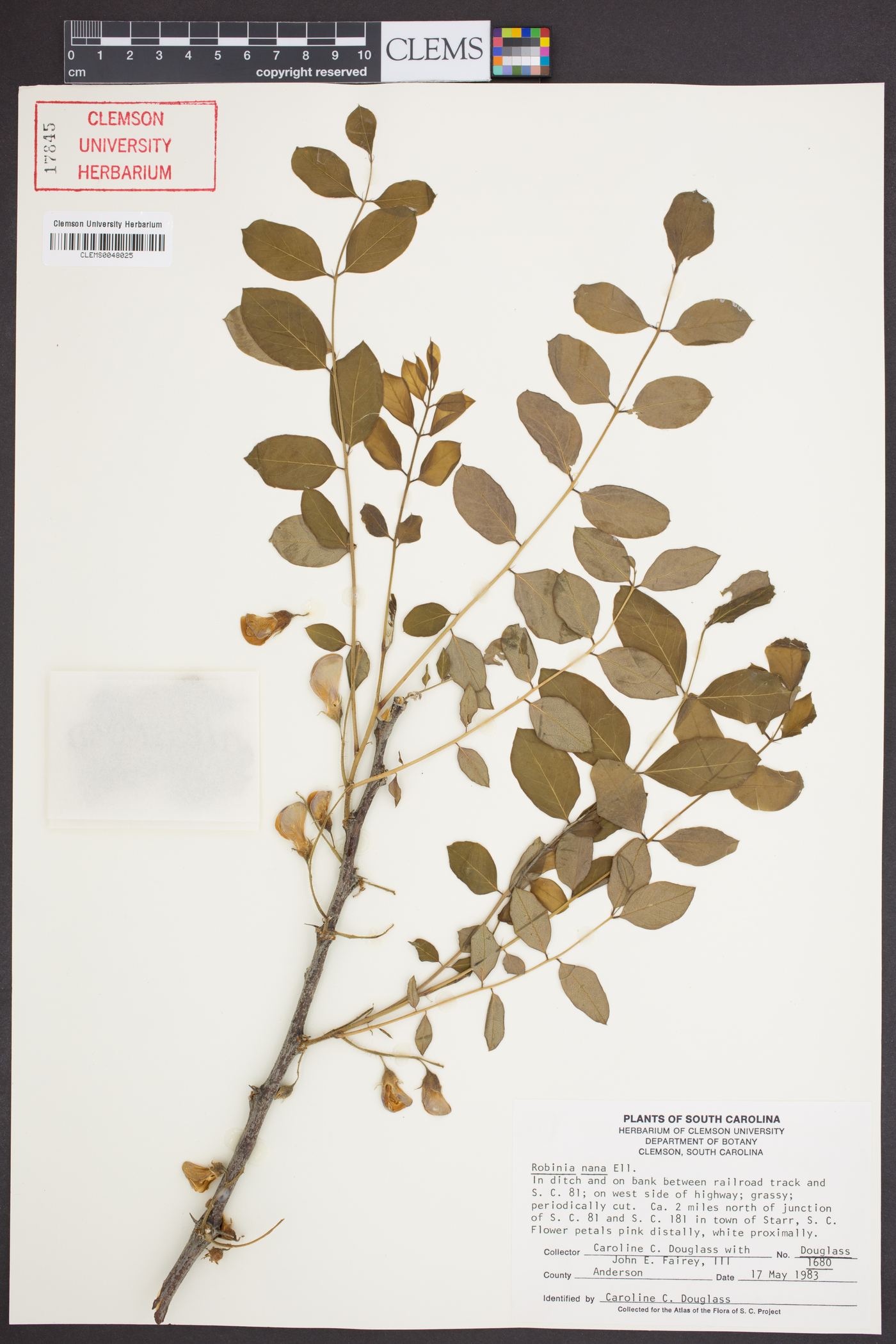 Robinia nana image
