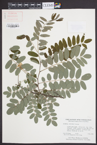 Robinia viscosa image