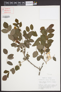 Robinia elliottii image