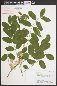 Robinia hispida image