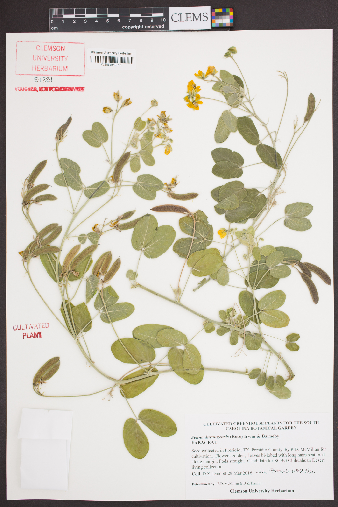 Senna durangensis image