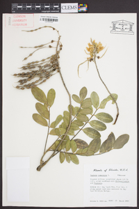 Sophora tomentosa image