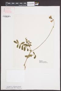 Tephrosia spicata image