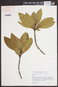 Gordonia lasianthus image