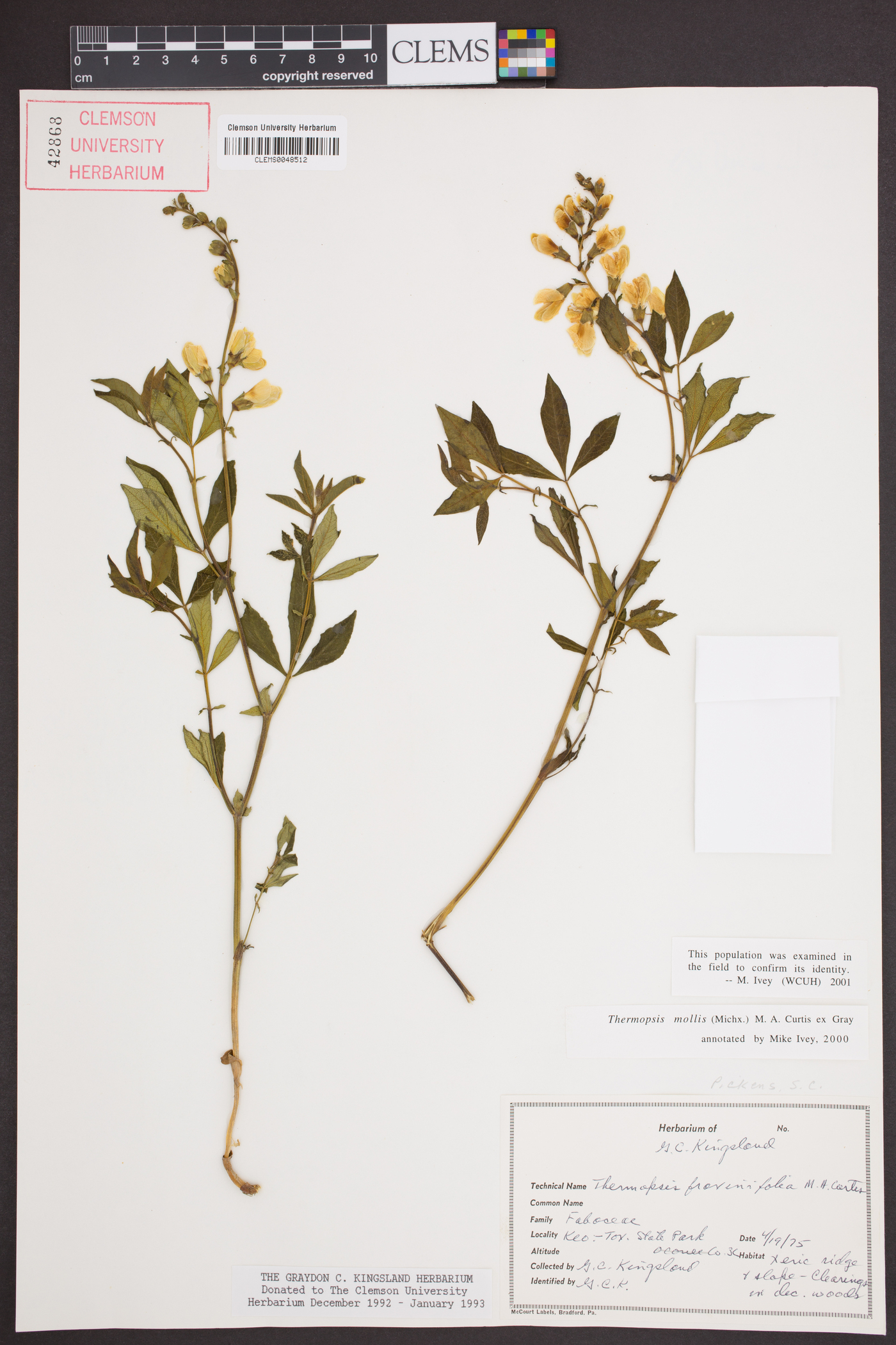 Thermopsis mollis image