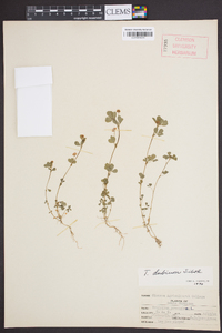 Trifolium dubium image