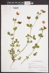 Trifolium hybridum image