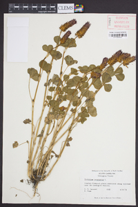 Trifolium incarnatum image