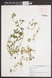 Trifolium striatum image