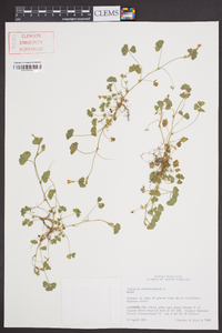 Trifolium subterraneum image