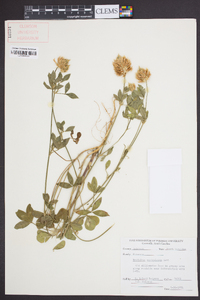 Trifolium vesiculosum image