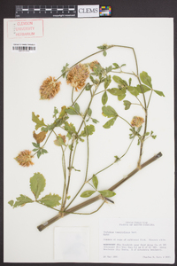 Trifolium vesiculosum image