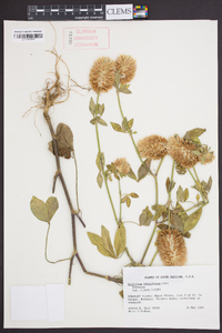 Trifolium vesiculosum image