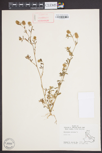 Trifolium arvense image