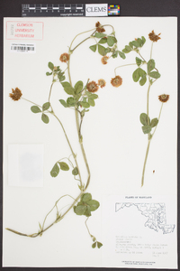 Trifolium hybridum image