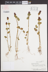 Trifolium incarnatum image