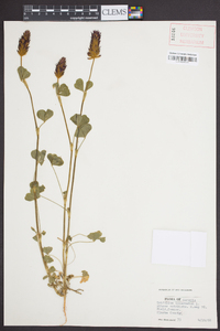 Trifolium incarnatum image