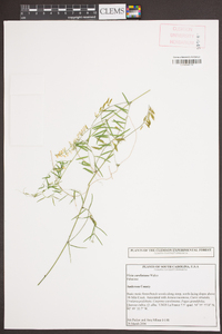 Vicia caroliniana image