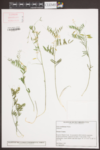 Vicia caroliniana image