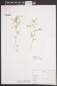 Vicia caroliniana image