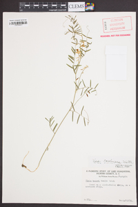 Vicia caroliniana image