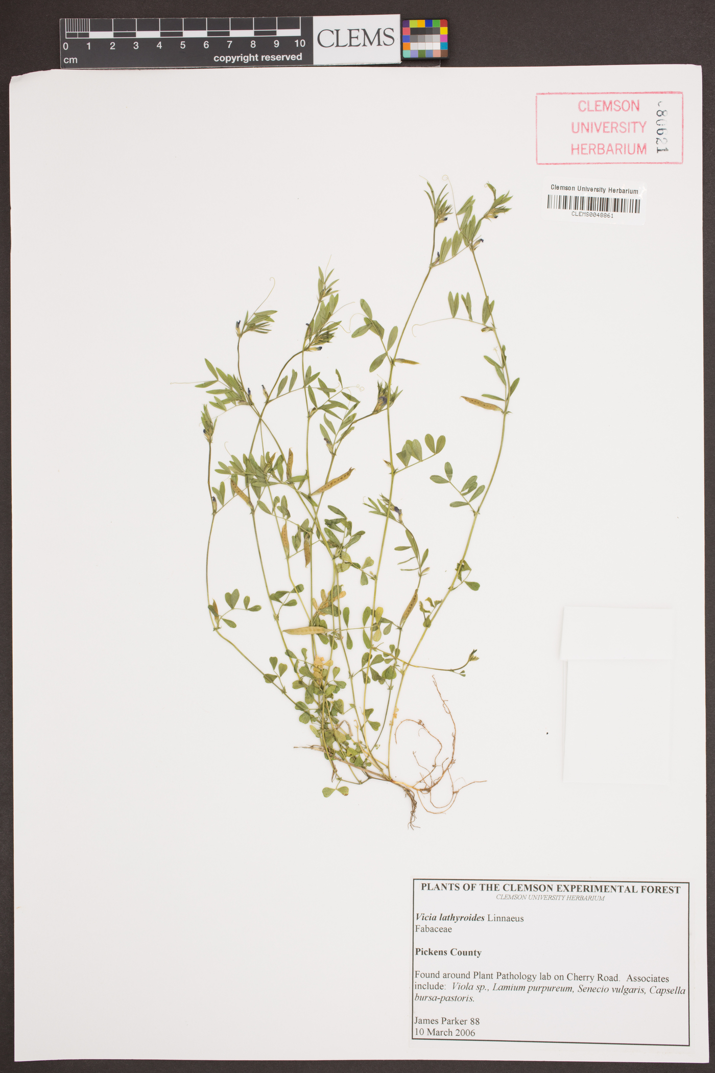 Vicia lathyroides image