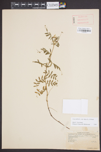 Vicia sativa subsp. nigra image