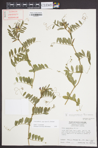 Vicia sativa subsp. nigra image