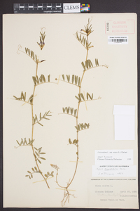 Vicia sativa subsp. nigra image