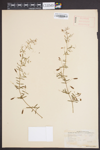 Vicia tetrasperma image