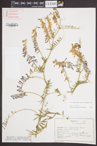 Vicia villosa subsp. varia image